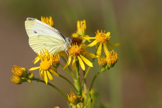 Free download little cabbage white butterfly free picture to be edited with GIMP free online image editor