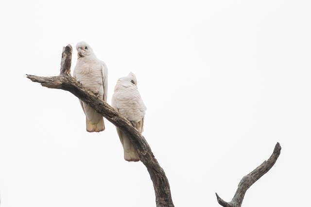 Kostenloser Download Little Corella Corella kostenloses Bild, das mit dem kostenlosen Online-Bildeditor GIMP bearbeitet werden kann