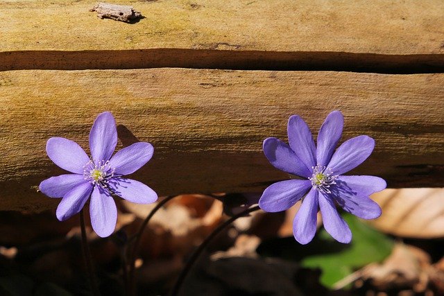 Free download liverworts flower plant spring free picture to be edited with GIMP free online image editor