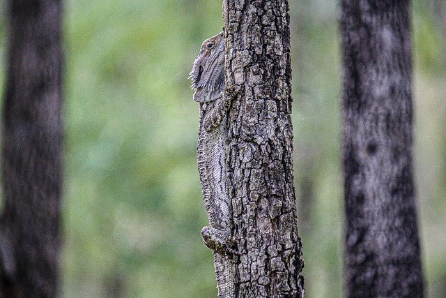 Free download lizard reptile animal nature tree free picture to be edited with GIMP free online image editor