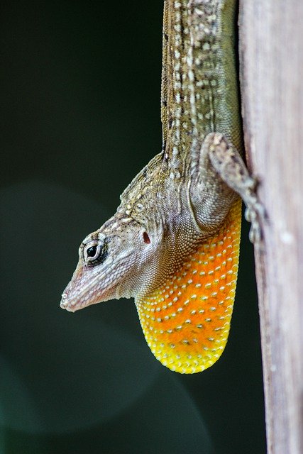 Free download lizard reptile wildlife tropical free picture to be edited with GIMP free online image editor