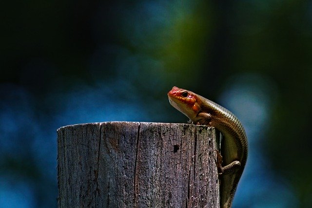 Free download lizard skink reptile animal free picture to be edited with GIMP free online image editor