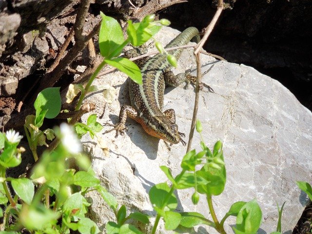 免费下载 Lizard Summer Reptile - 使用 GIMP 在线图像编辑器编辑的免费照片或图片