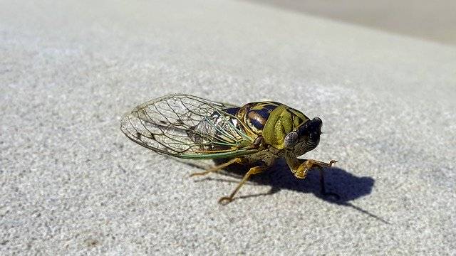 বিনামূল্যে ডাউনলোড করুন Locust Insect Grasshopper - বিনামূল্যে ছবি বা ছবি GIMP অনলাইন ইমেজ এডিটর দিয়ে সম্পাদনা করা হবে