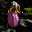 Lone Pink Lady Slipper  screen for extension Chrome web store in OffiDocs Chromium