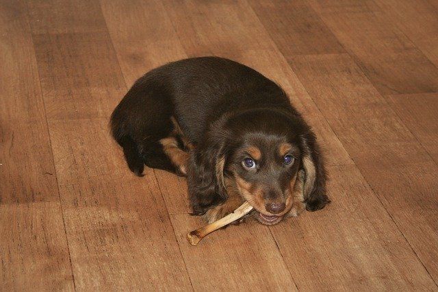 Free download long haired miniature dachshund free picture to be edited with GIMP free online image editor