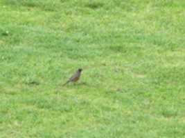 Free download Lots of Birds at Tate Field and a Squirrel free photo or picture to be edited with GIMP online image editor