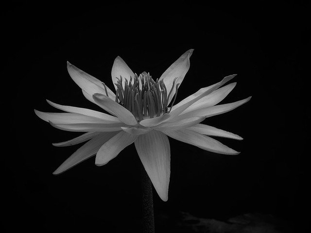 Download gratuito Lotus Art Monochrome - foto o immagine gratuita da modificare con l'editor di immagini online GIMP