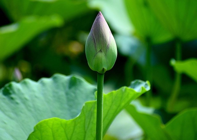 Téléchargement gratuit de bourgeon de lotus plante de bourgeon de fleur de lotus image gratuite à éditer avec l'éditeur d'images en ligne gratuit GIMP