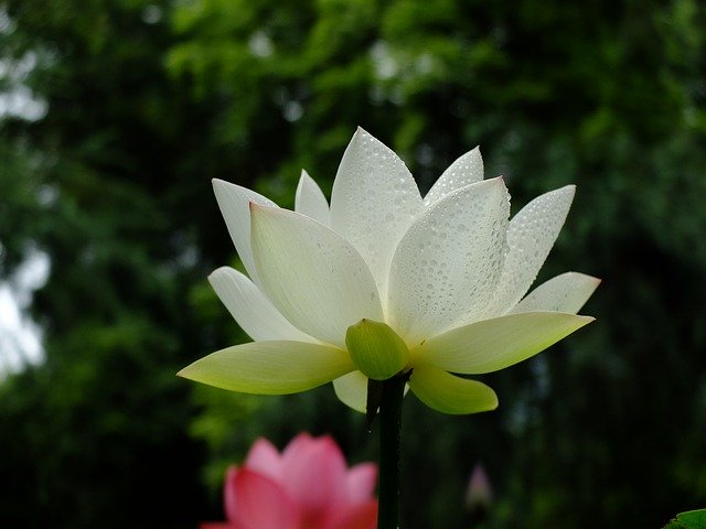 Free download lotus du fu thatched cottage chengdu free picture to be edited with GIMP free online image editor