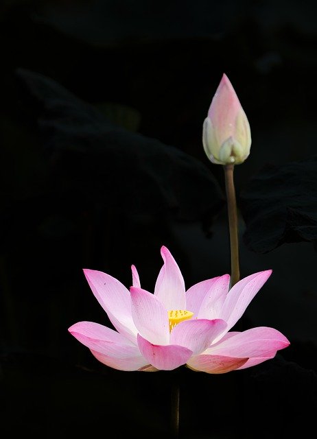 Free download lotus flower bloom blossom petals free picture to be edited with GIMP free online image editor