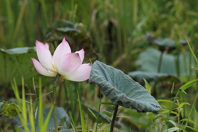 無料ダウンロード蓮の花びらはGIMP無料オンライン画像エディタで編集する草の無料画像を残します