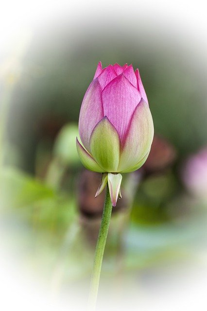 ดาวน์โหลดฟรี Lotus Flowers Plants - รูปถ่ายหรือรูปภาพฟรีที่จะแก้ไขด้วยโปรแกรมแก้ไขรูปภาพออนไลน์ GIMP