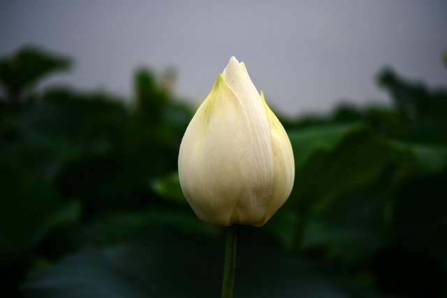 Free download lotus flower white flower free picture to be edited with GIMP free online image editor