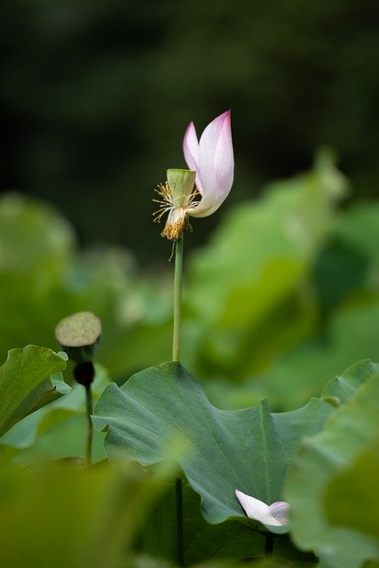 Free download lotus petal lotus leaf pond free picture to be edited with GIMP free online image editor