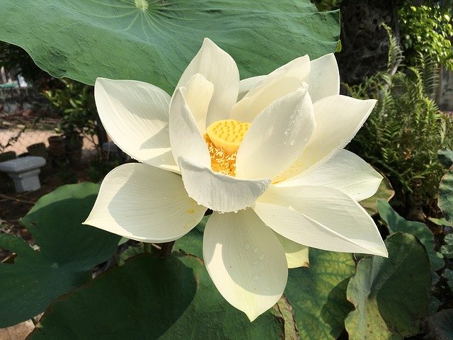 Kostenloser Download Lotus White Flower - kostenloses Foto oder Bild zur Bearbeitung mit GIMP Online-Bildbearbeitung