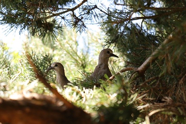 Free download lovebirds birds spring gardens pup free picture to be edited with GIMP free online image editor