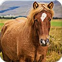 Love Horses  screen for extension Chrome web store in OffiDocs Chromium