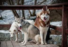 Free download Loyal Siberian Husky free photo or picture to be edited with GIMP online image editor