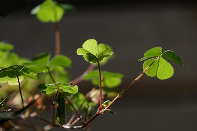 Free download lucky clover shamrocks plant free picture to be edited with GIMP free online image editor