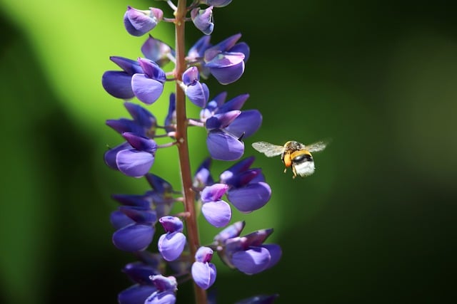 Descarga gratis una imagen gratuita de flores azules de abejorro lupino para editar con el editor de imágenes en línea gratuito GIMP