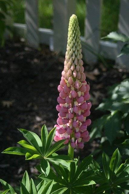 Muat turun percuma Lupin Nature Flower - foto atau gambar percuma percuma untuk diedit dengan editor imej dalam talian GIMP