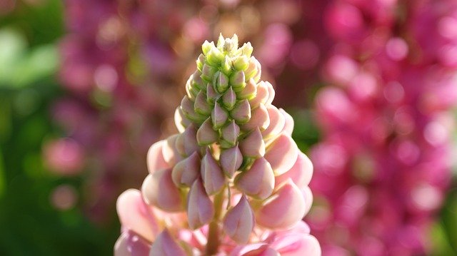 Descarga gratuita Lupine Pink Vegetable: foto o imagen gratuita para editar con el editor de imágenes en línea GIMP