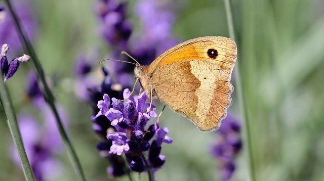 Free download lycaon butterfly eye butterfly free picture to be edited with GIMP free online image editor