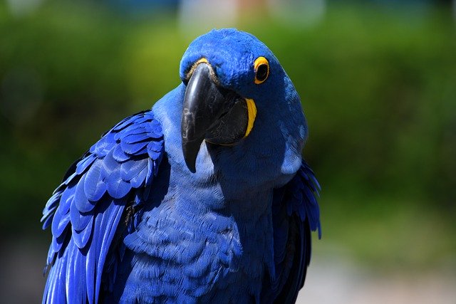 Free download macaw parrot bird avian wildlife free picture to be edited with GIMP free online image editor