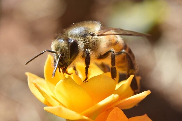 ดาวน์โหลดฟรี Macro Bee Pollen - ภาพถ่ายหรือรูปภาพฟรีที่จะแก้ไขด้วยโปรแกรมแก้ไขรูปภาพออนไลน์ GIMP