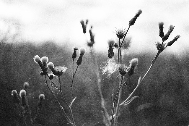 Ücretsiz indir Macro Black And White Grass Close - GIMP çevrimiçi resim düzenleyici ile düzenlenecek ücretsiz fotoğraf veya resim