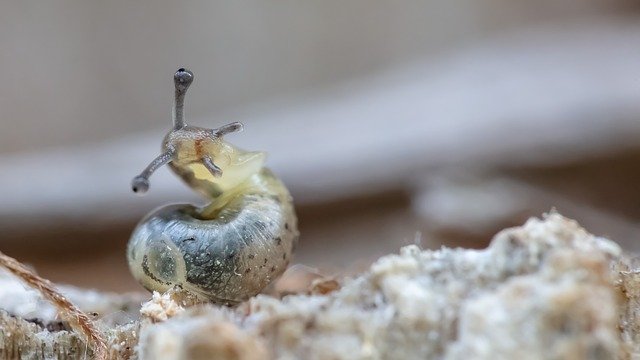 Téléchargement gratuit de Macro Slug Animals - photo ou image gratuite à éditer avec l'éditeur d'images en ligne GIMP