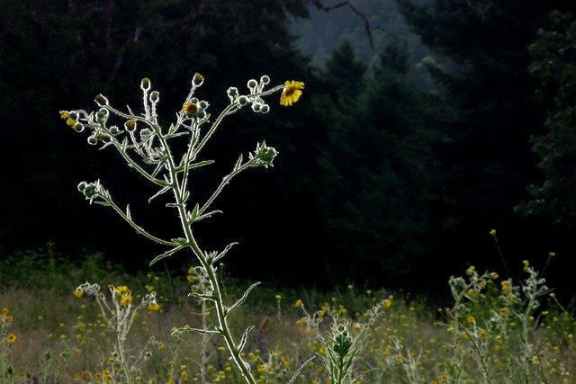 免费下载 Madia Flower Yellow - 使用 GIMP 在线图像编辑器编辑的免费照片或图片