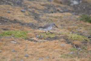 Free download Magellanic Plover on Magdalena Island free photo or picture to be edited with GIMP online image editor