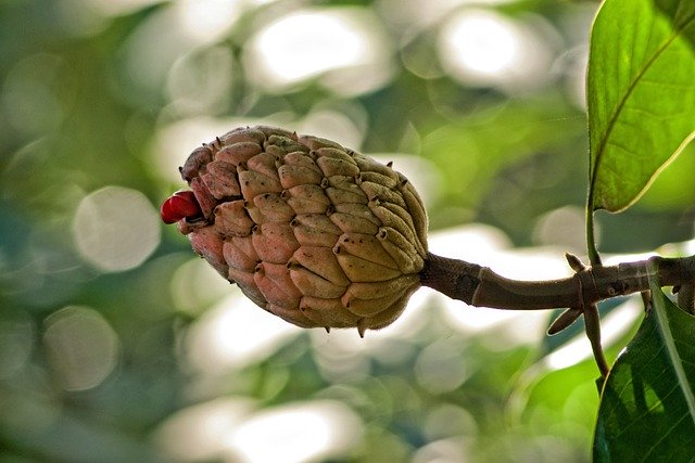 Free download magnolia fruit seed red tree free picture to be edited with GIMP free online image editor