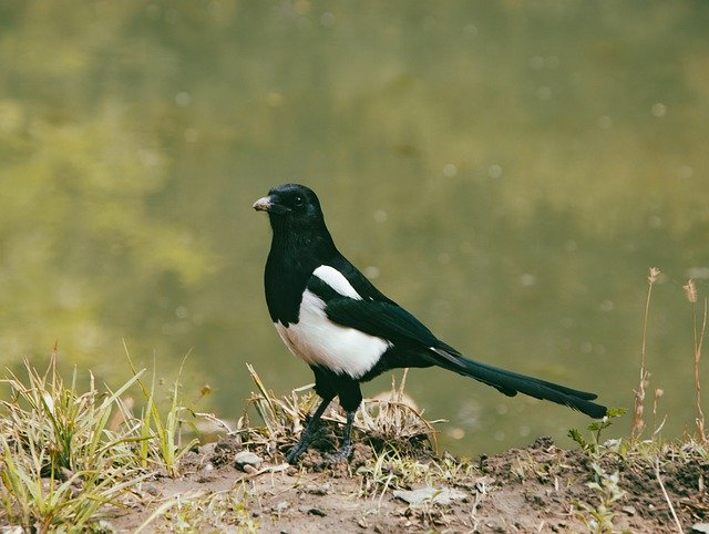 Free download magpie bird rock perched stone free picture to be edited with GIMP free online image editor