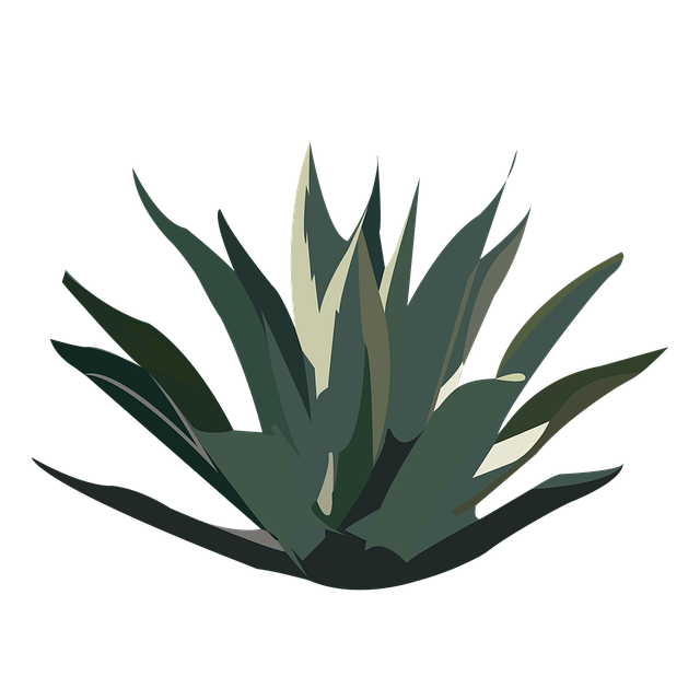 Free download Maguey Desert Plant -  free illustration to be edited with GIMP free online image editor