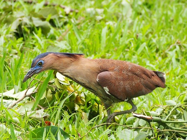 Free download ma heron adult bird foraging free picture to be edited with GIMP free online image editor