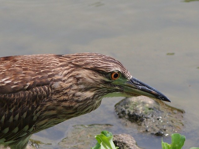 Free download ma heron foraging focus free picture to be edited with GIMP free online image editor