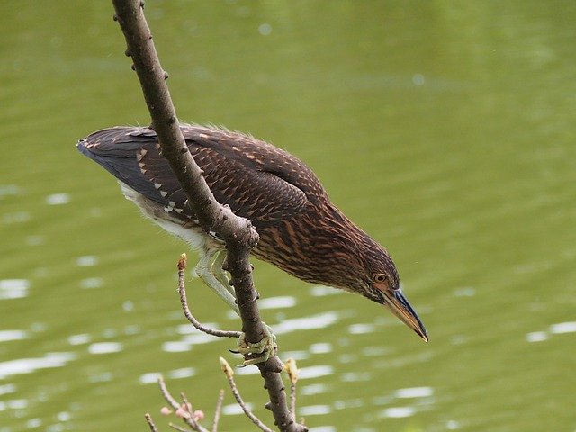 Free download ma heron prey waterfowl free picture to be edited with GIMP free online image editor