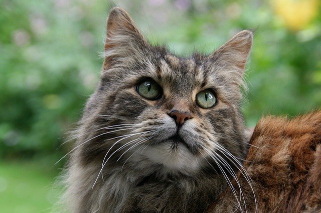 Free download maine coon cat animal portrait free picture to be edited with GIMP free online image editor