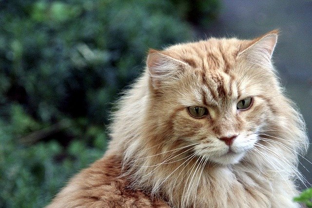 Free download maine coon cat cat face free picture to be edited with GIMP free online image editor