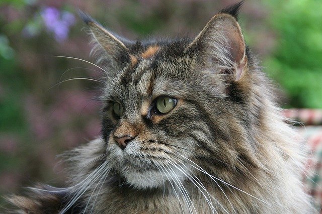 Free download maine coon cat forest cat free picture to be edited with GIMP free online image editor