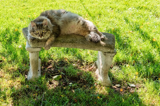 Free download maine coon cat pet animal fur free picture to be edited with GIMP free online image editor