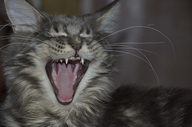 Free download maine coon cat teeth maine coon free picture to be edited with GIMP free online image editor