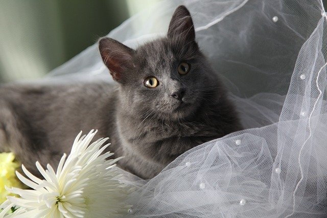 Free download maine coon cat wedding green eyes free picture to be edited with GIMP free online image editor