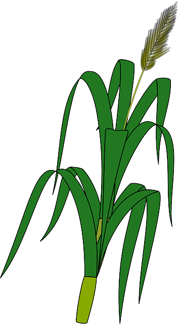 Free download Maize Corn Crops - Free vector graphic on Pixabay free illustration to be edited with GIMP free online image editor