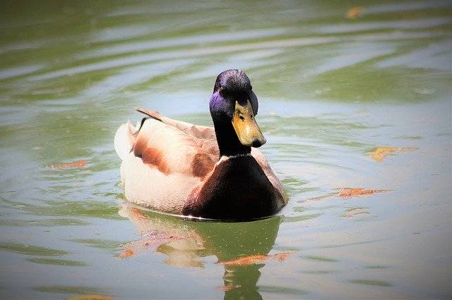 ดาวน์โหลดฟรี Male Duck Swimming Colorful - รูปถ่ายหรือรูปภาพฟรีที่จะแก้ไขด้วยโปรแกรมแก้ไขรูปภาพออนไลน์ GIMP