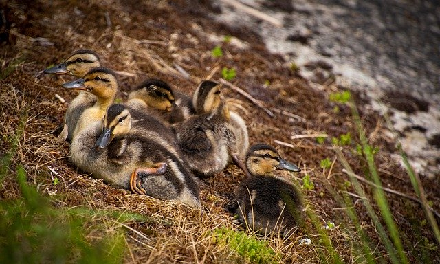 Free download mallard young ducks ducklingsnest free picture to be edited with GIMP free online image editor