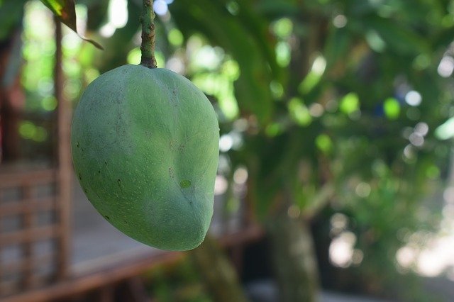 Tải xuống miễn phí Mango Leaf Green - ảnh hoặc ảnh miễn phí được chỉnh sửa bằng trình chỉnh sửa ảnh trực tuyến GIMP